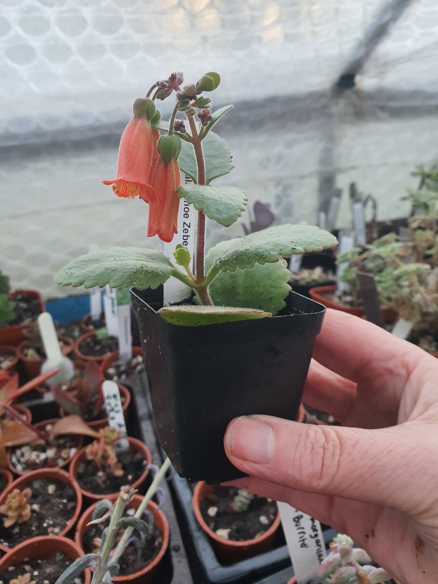 Kalanchoe  'Zebedee' - UK grown houseplant - Barney Plants