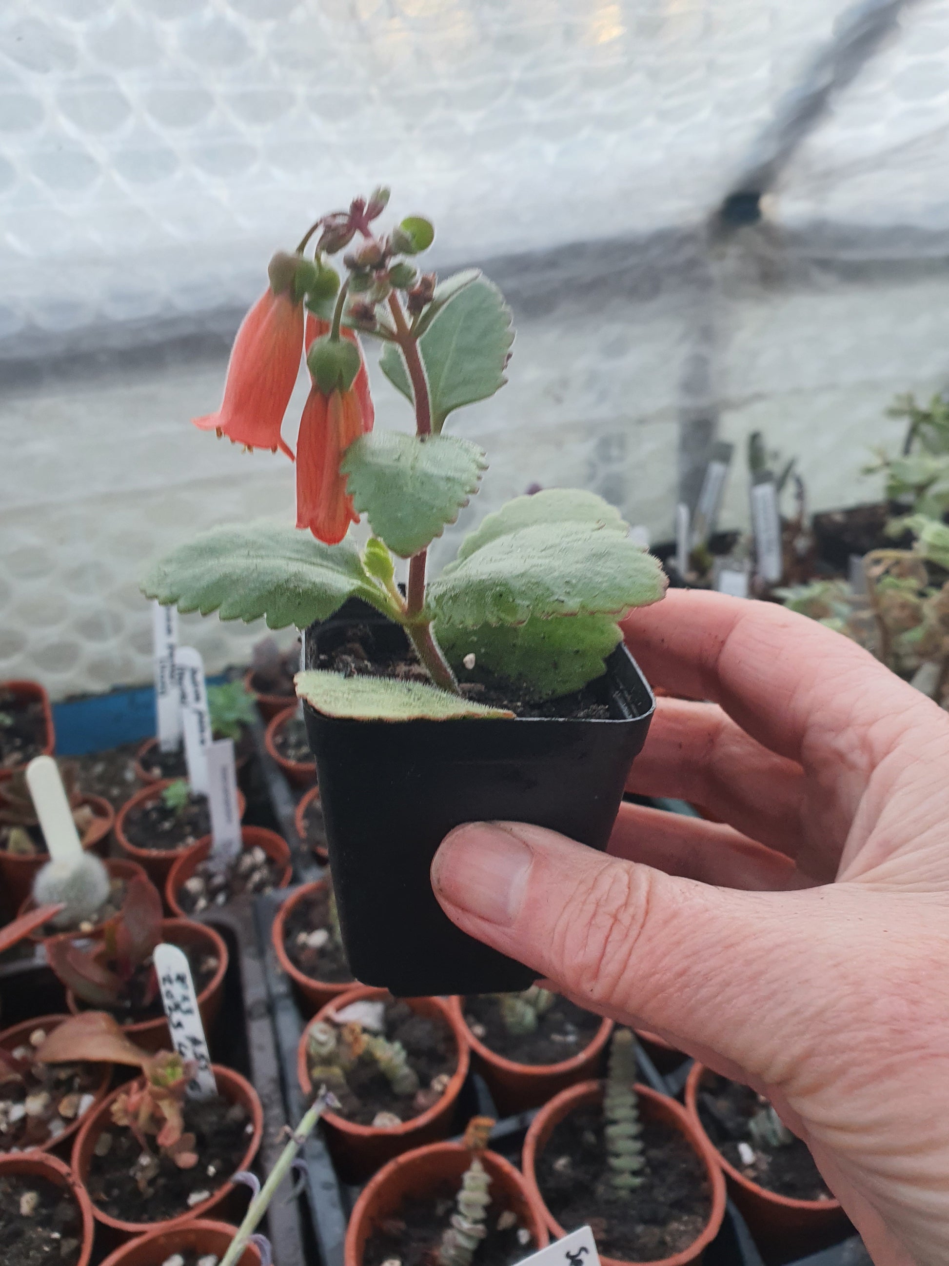 Kalanchoe  'Zebedee' - UK grown houseplant - Barney Plants