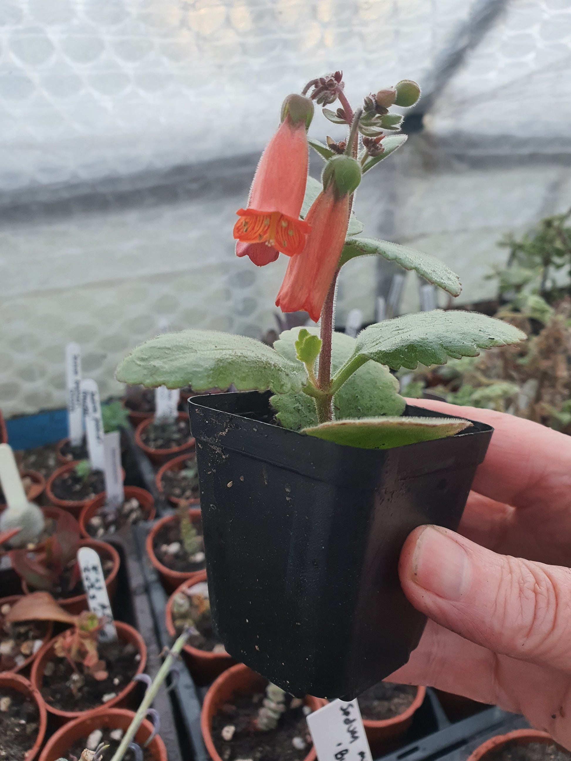 Kalanchoe  'Zebedee' - UK grown houseplant - Barney Plants