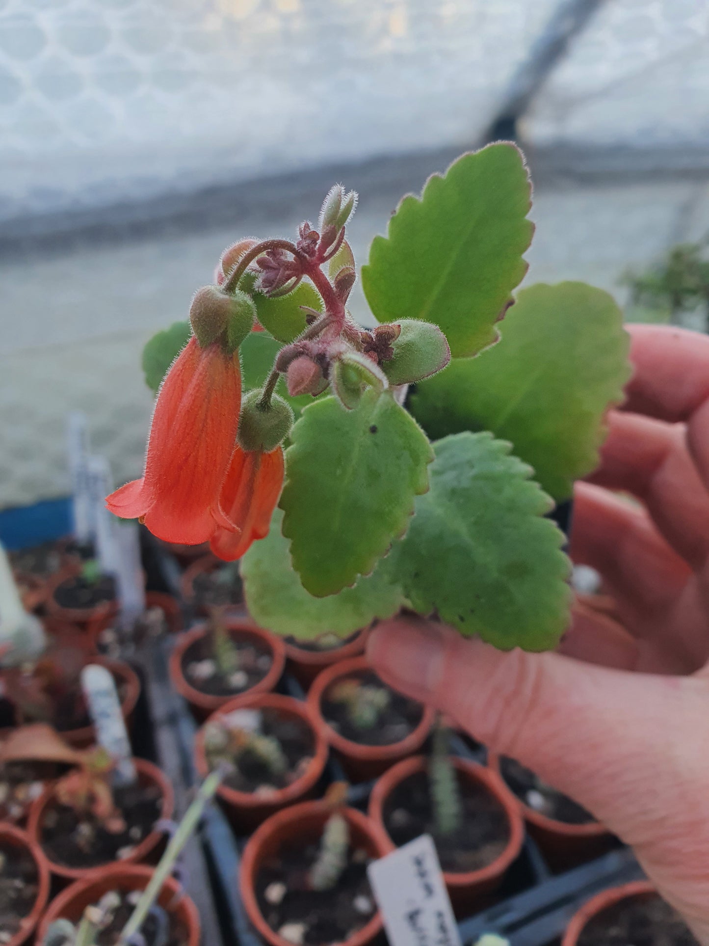 Kalanchoe  'Zebedee' - UK grown houseplant - Barney Plants