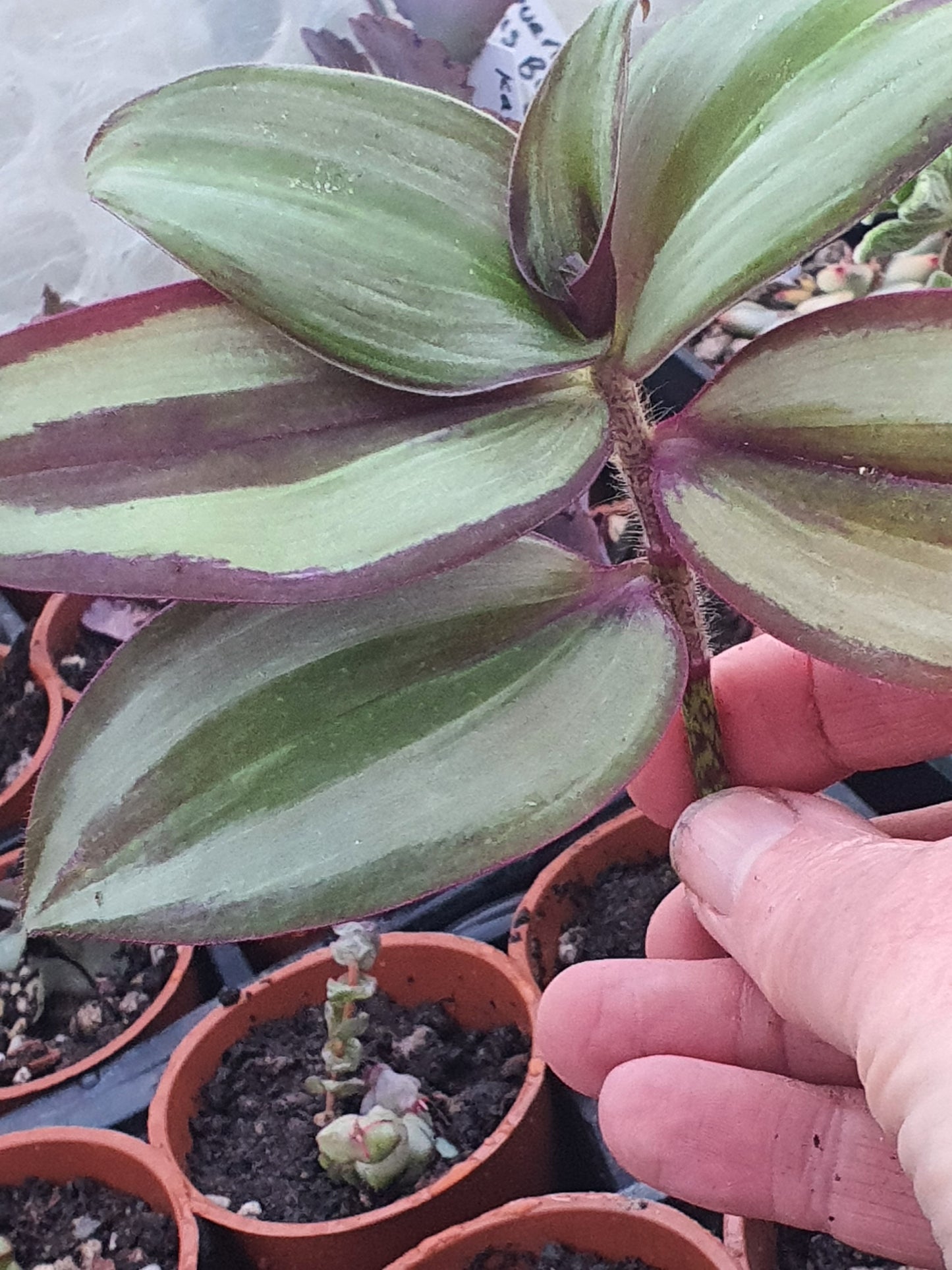 Tradescantia 'Violet Hill' (Wondering Dew cv) Cutting or plug plant