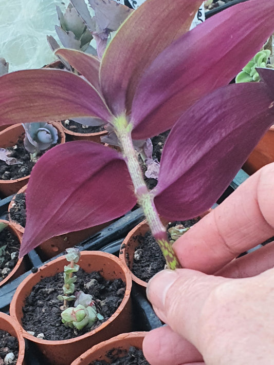 Tradescantia 'Violet Hill' (Wondering Dew cv) Cutting or plug plant