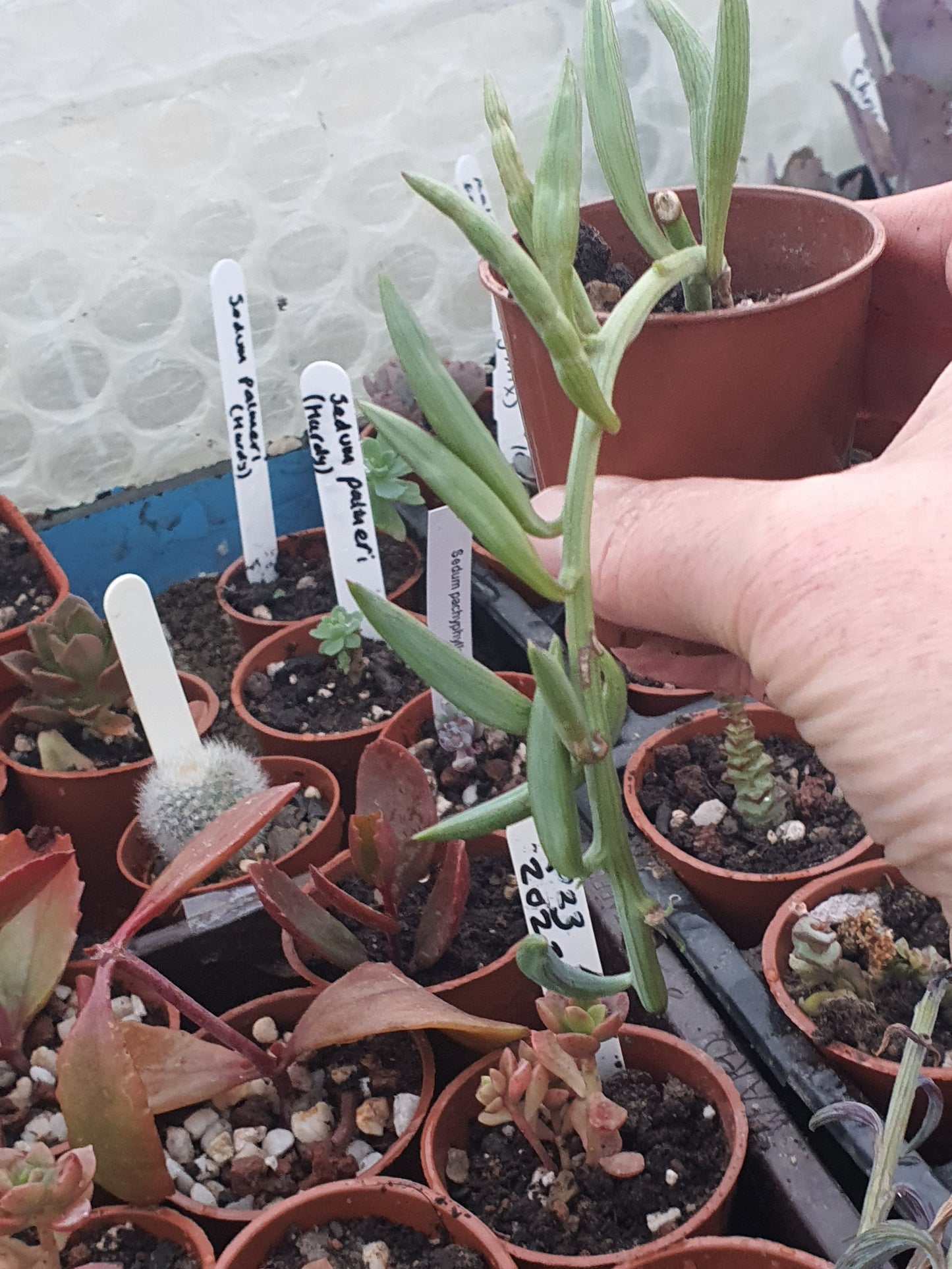 Curio radicans - (Senecio radicans)   String of Bananas