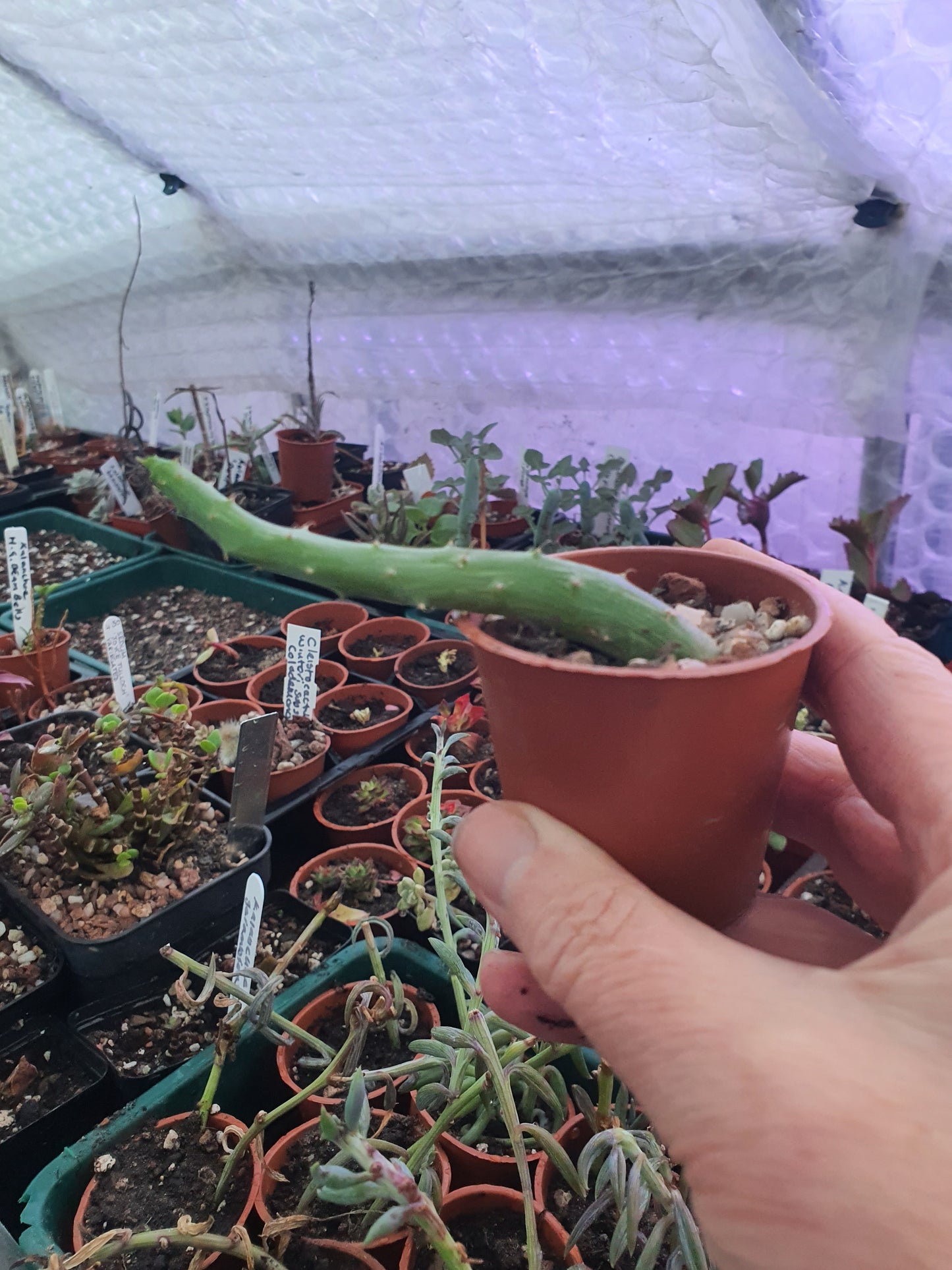 Kleinia pendulus (Senecio pendulus) - Inch worm / Tape worm plant