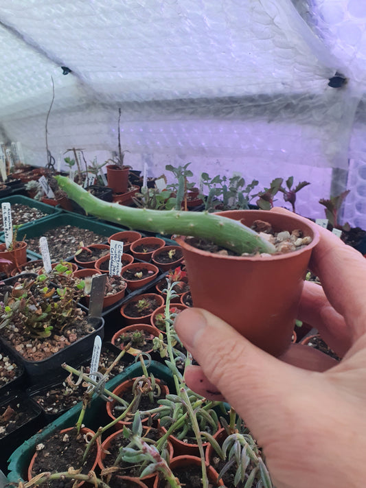 Kleinia pendulus (Senecio pendulus) - Inch worm / Tape worm plant