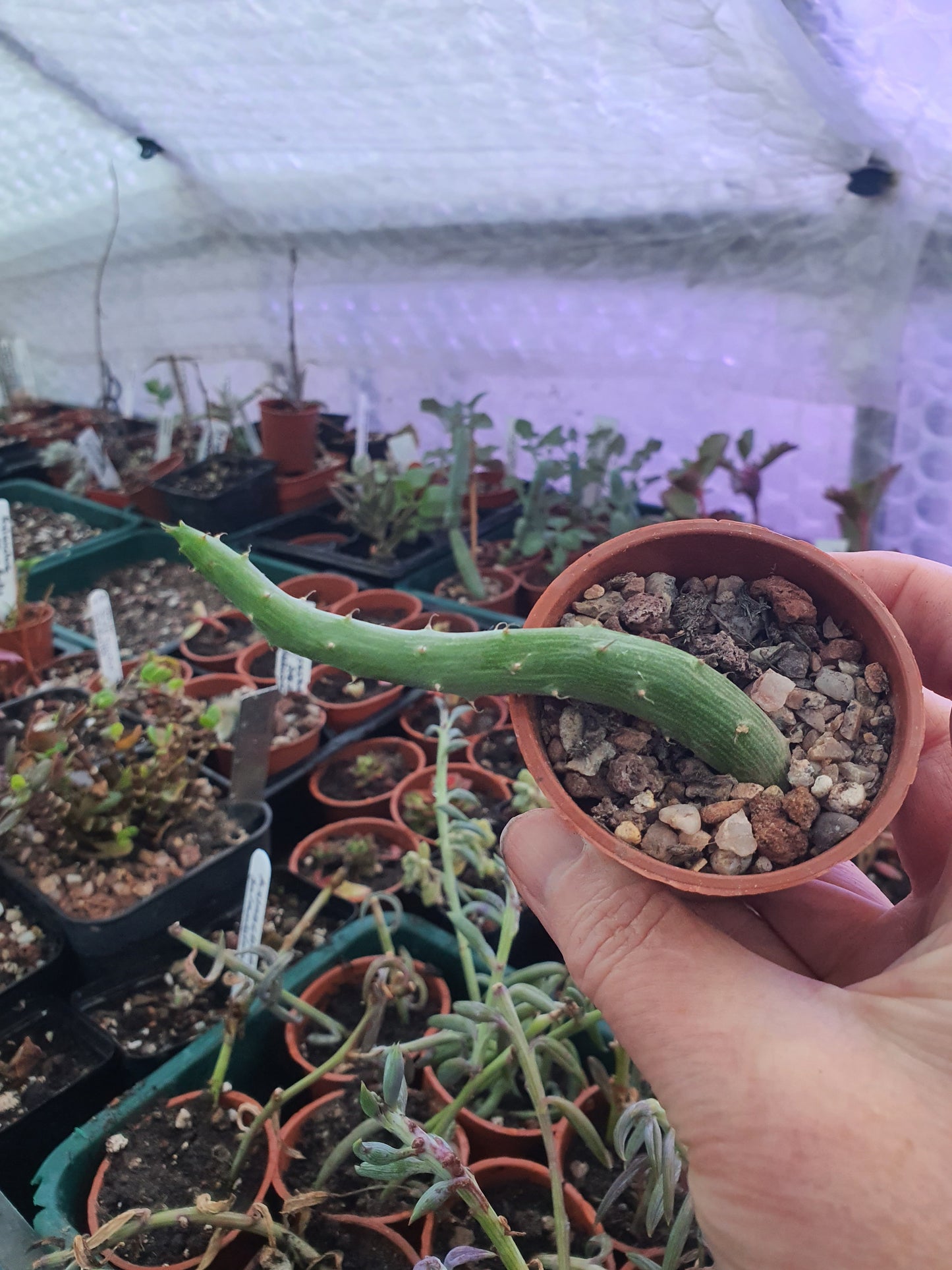 Kleinia pendulus (Senecio pendulus) - Inch worm / Tape worm plant