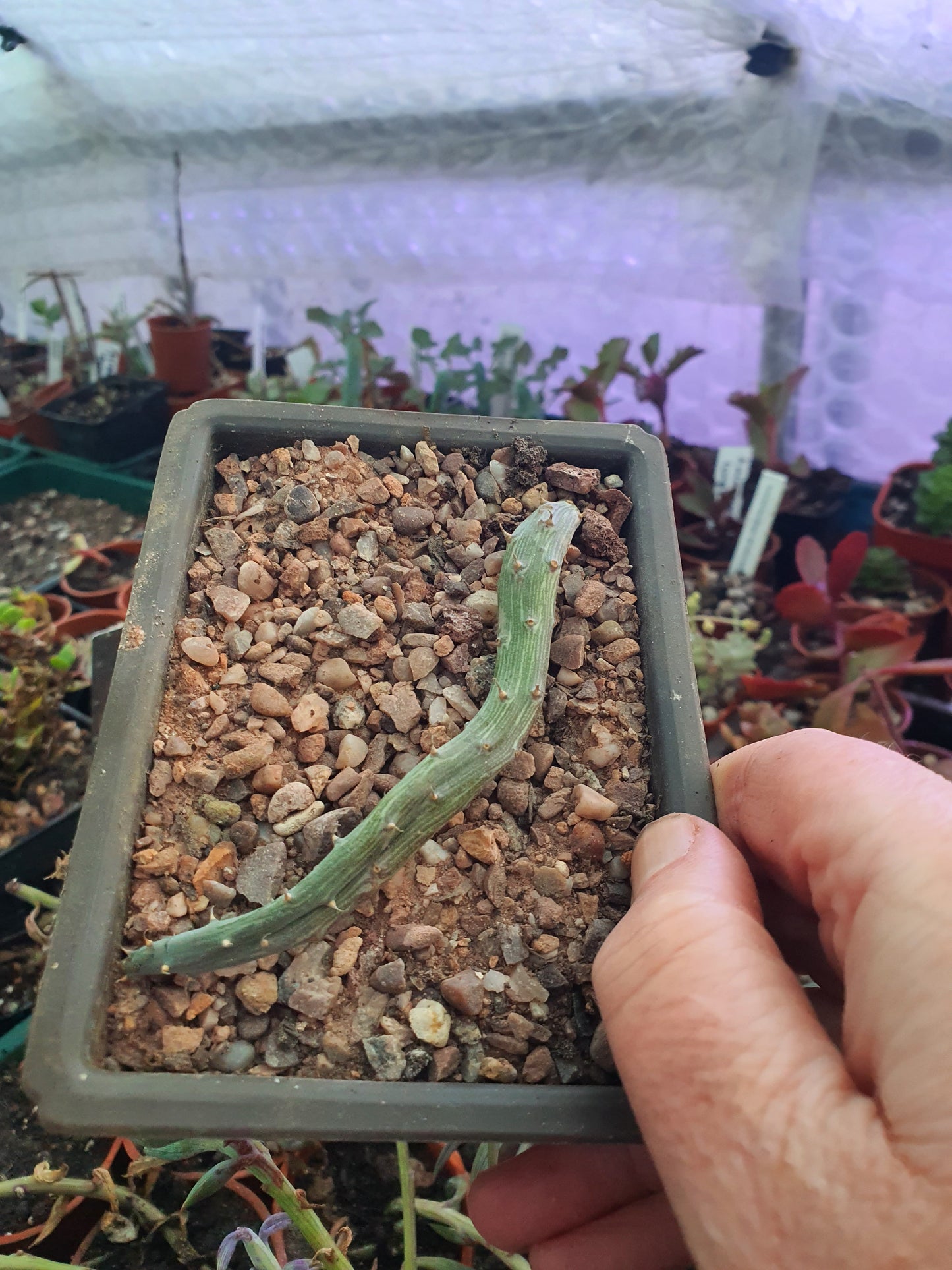 Kleinia pendulus (Senecio pendulus) - Inch worm / Tape worm plant