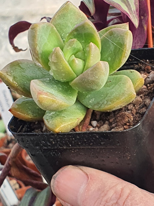 x Sedeveria Lutea - UK grown houseplant - Barney Plants