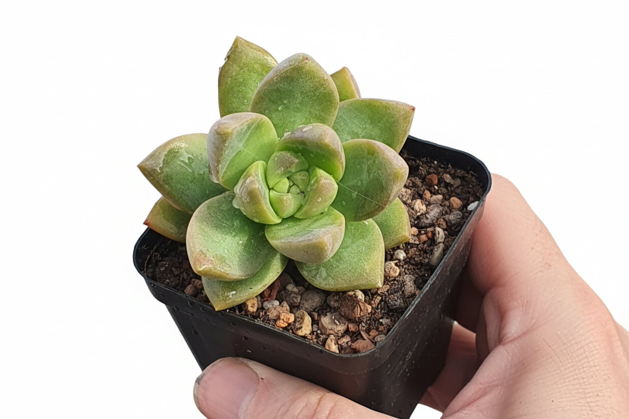 x Sedeveria Lutea - UK grown houseplant - Barney Plants
