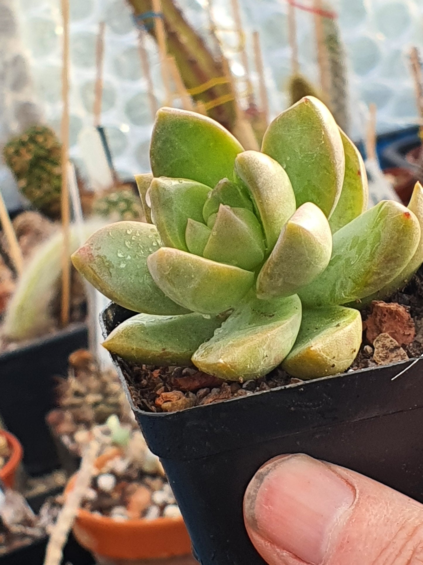 x Sedeveria Lutea - UK grown houseplant - Barney Plants