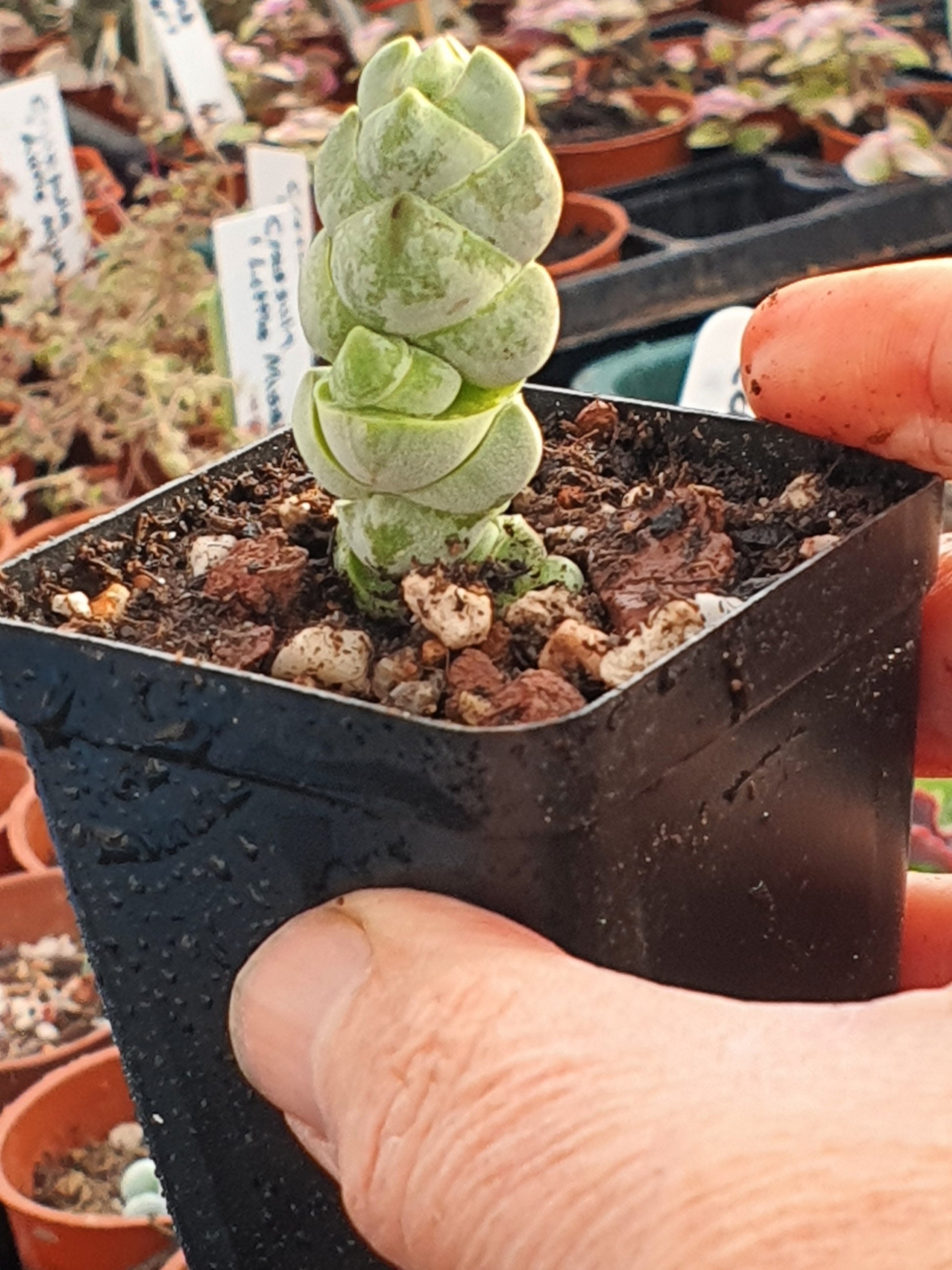 Crassula plegmatoides - UK grown houseplant - Barney Plants