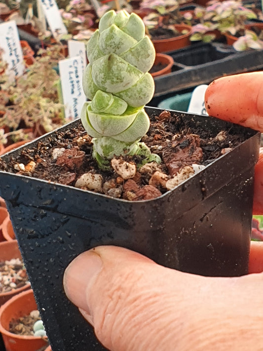 Crassula plegmatoides - UK grown houseplant - Barney Plants