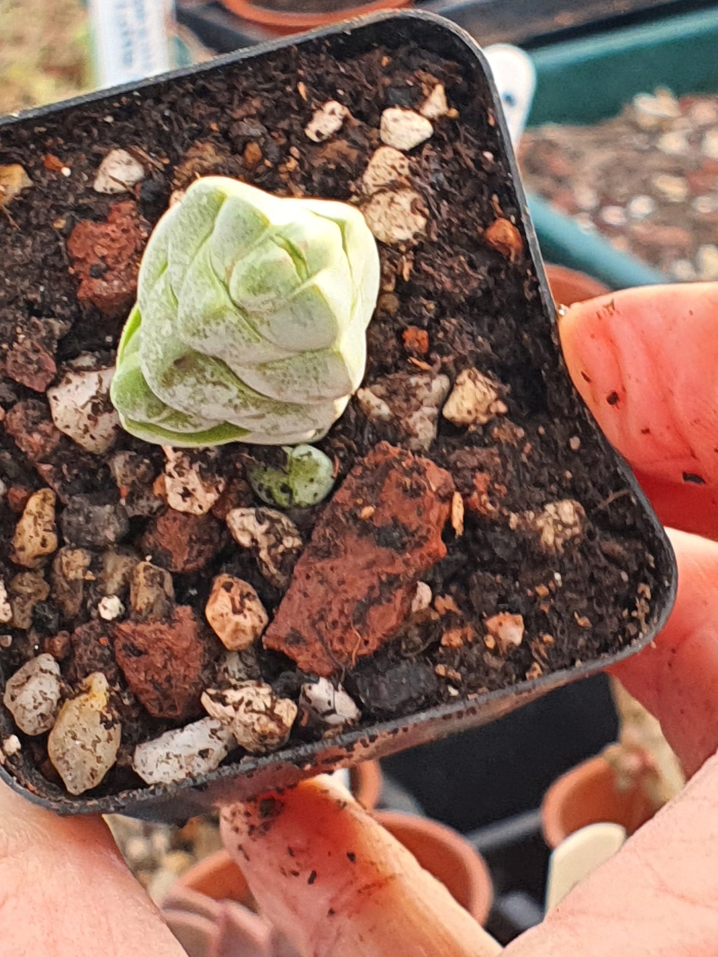 Crassula plegmatoides - UK grown houseplant - Barney Plants