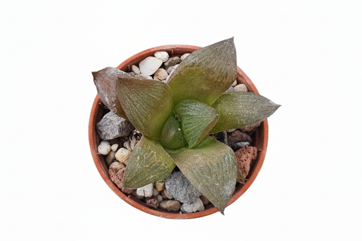 Haworthia restua f multilineata - UK grown houseplant - Barney Plants