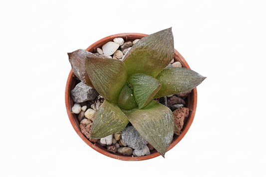 Haworthia restua f multilineata - UK grown houseplant - Barney Plants