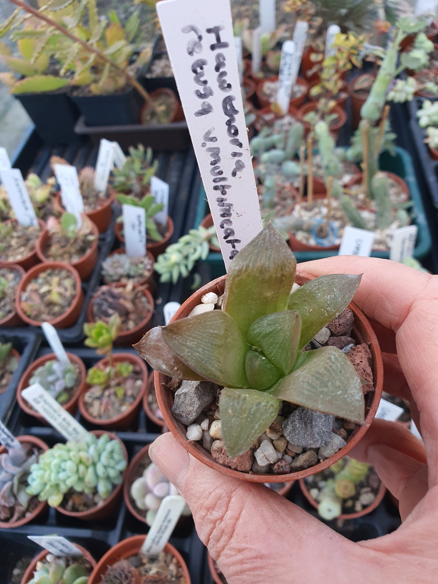 Haworthia restua f multilineata - UK grown houseplant - Barney Plants