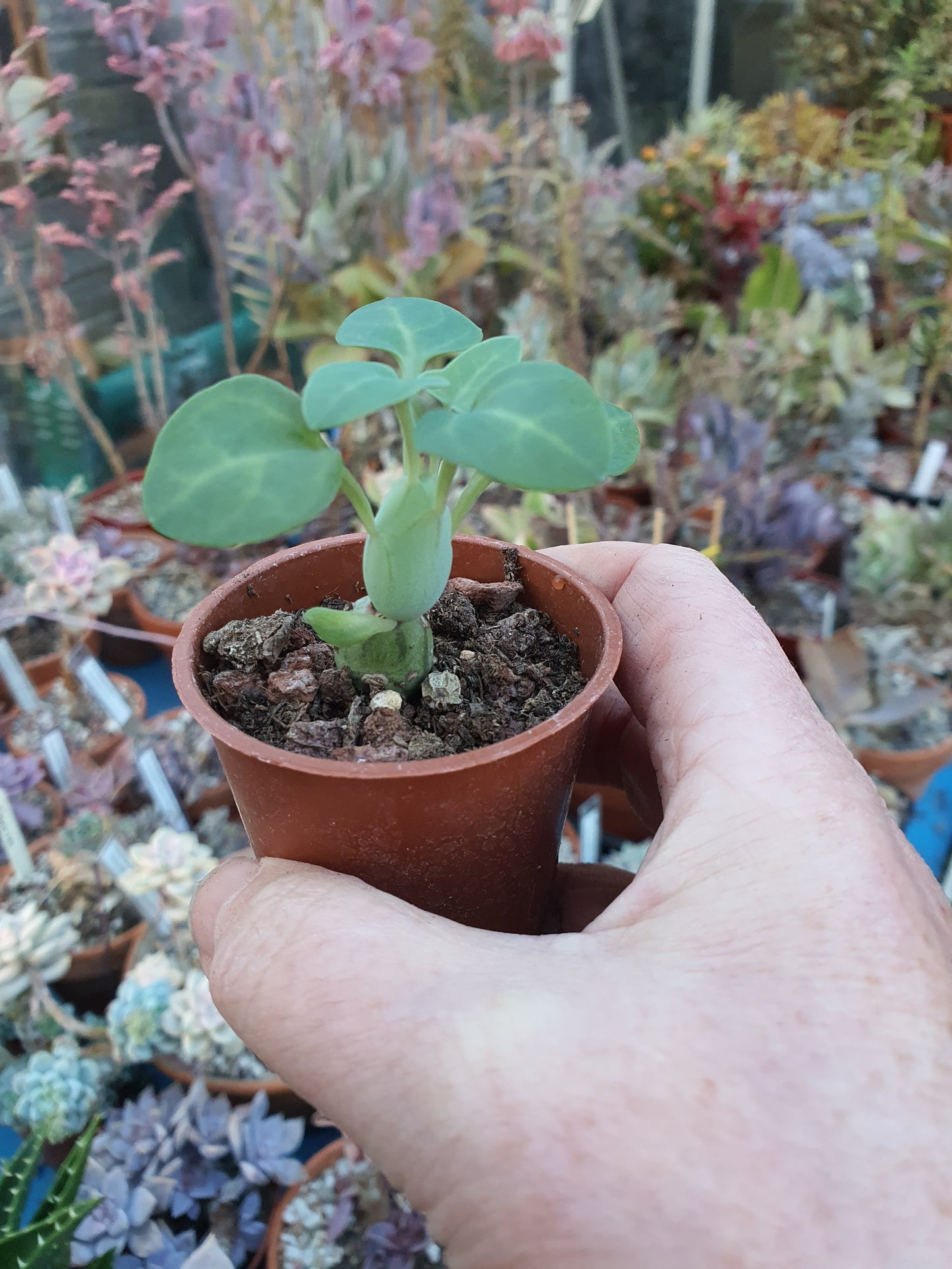 Curio articulatus - Candle Plant - (Senecio articulatus) - UK grown houseplant - Barney Plants