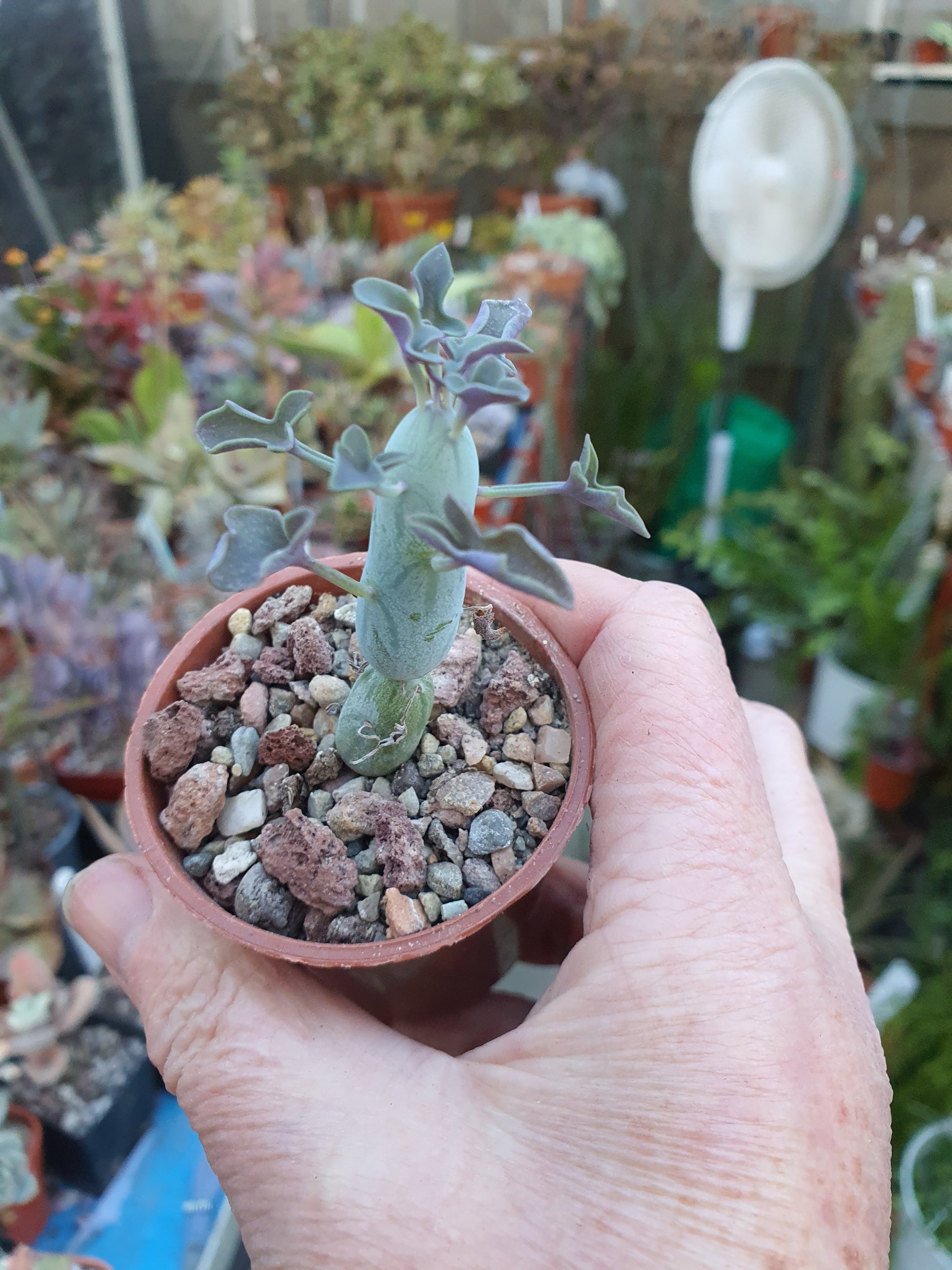 Curio articulatus - Candle Plant - (Senecio articulatus) - UK grown houseplant - Barney Plants