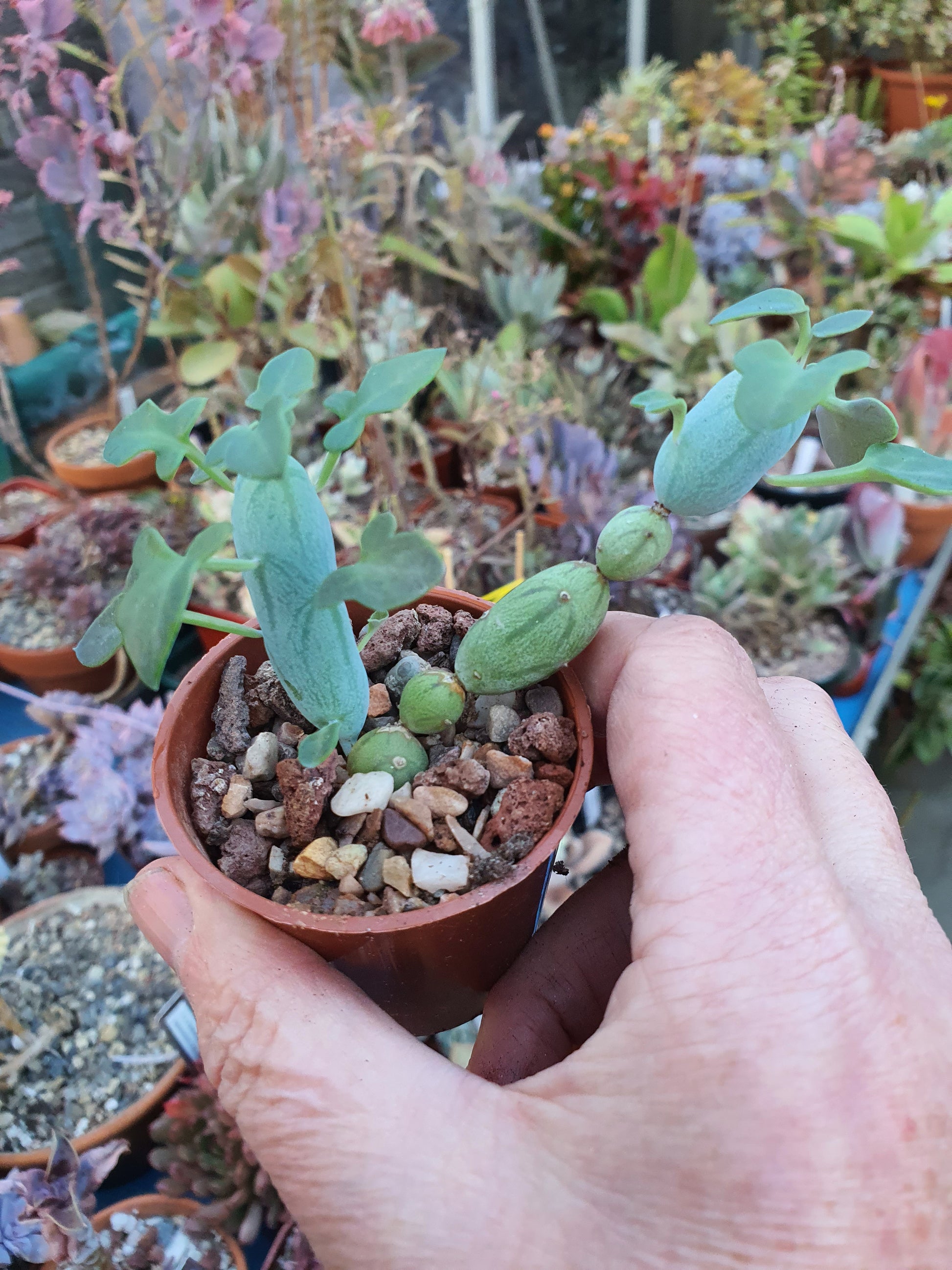 Curio articulatus - Candle Plant - (Senecio articulatus) - UK grown houseplant - Barney Plants