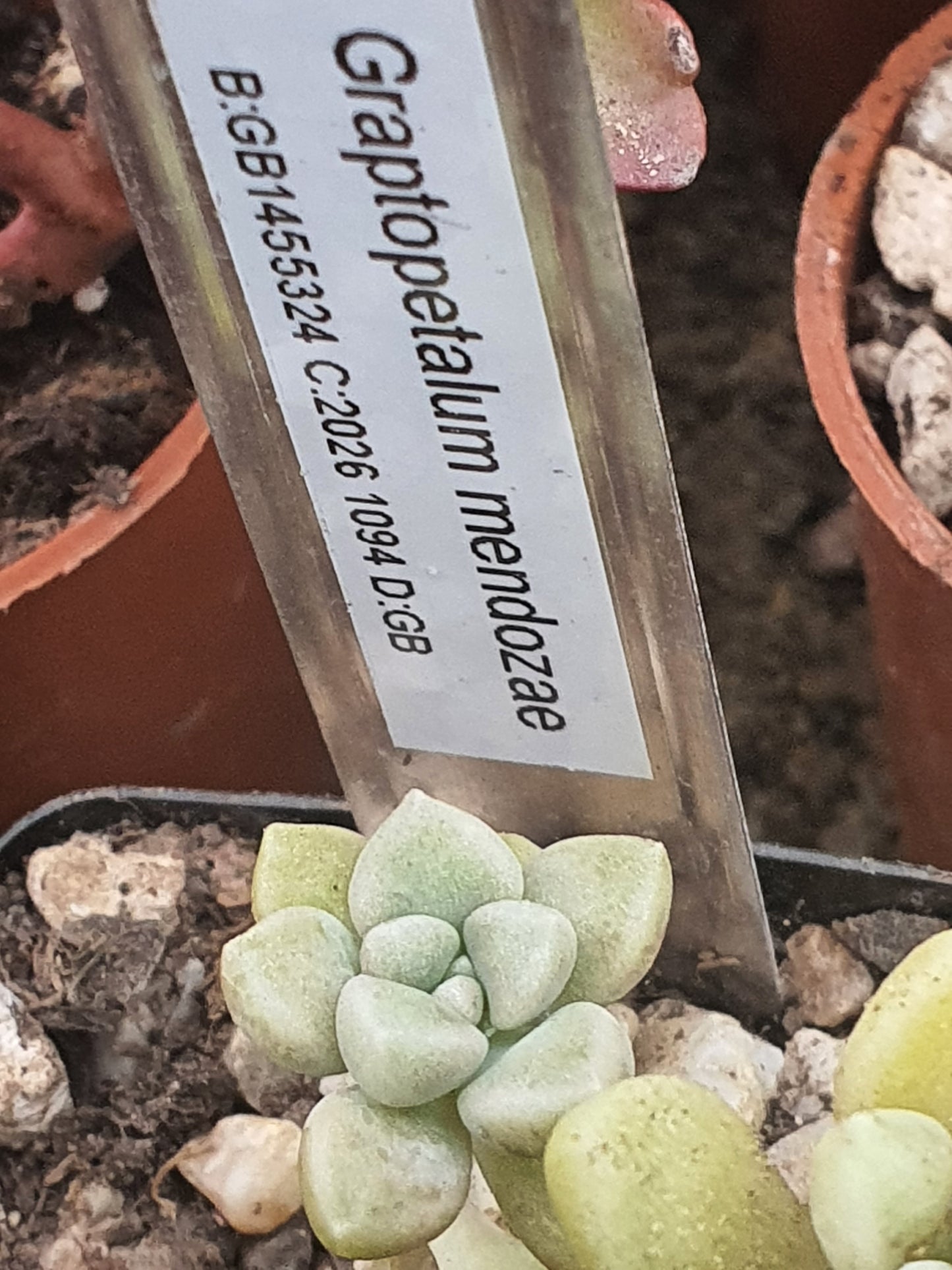 Graptopetalum mendozae