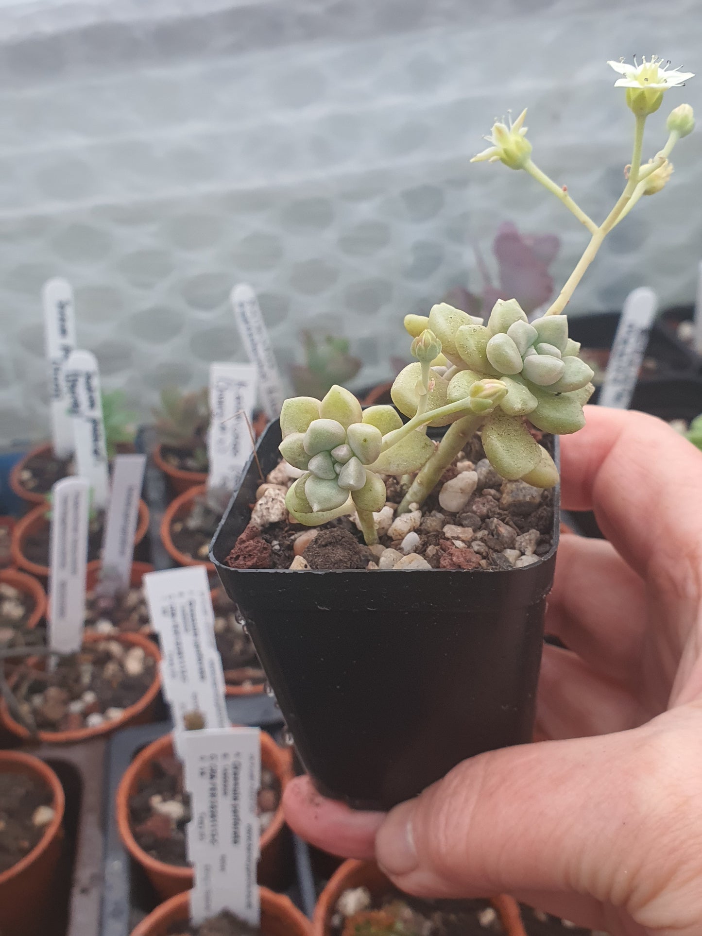 Graptopetalum mendozae