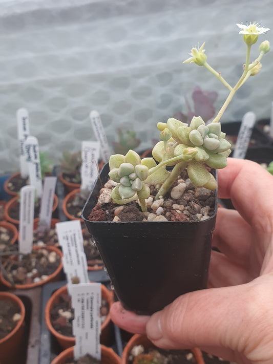 Graptopetalum mendozae