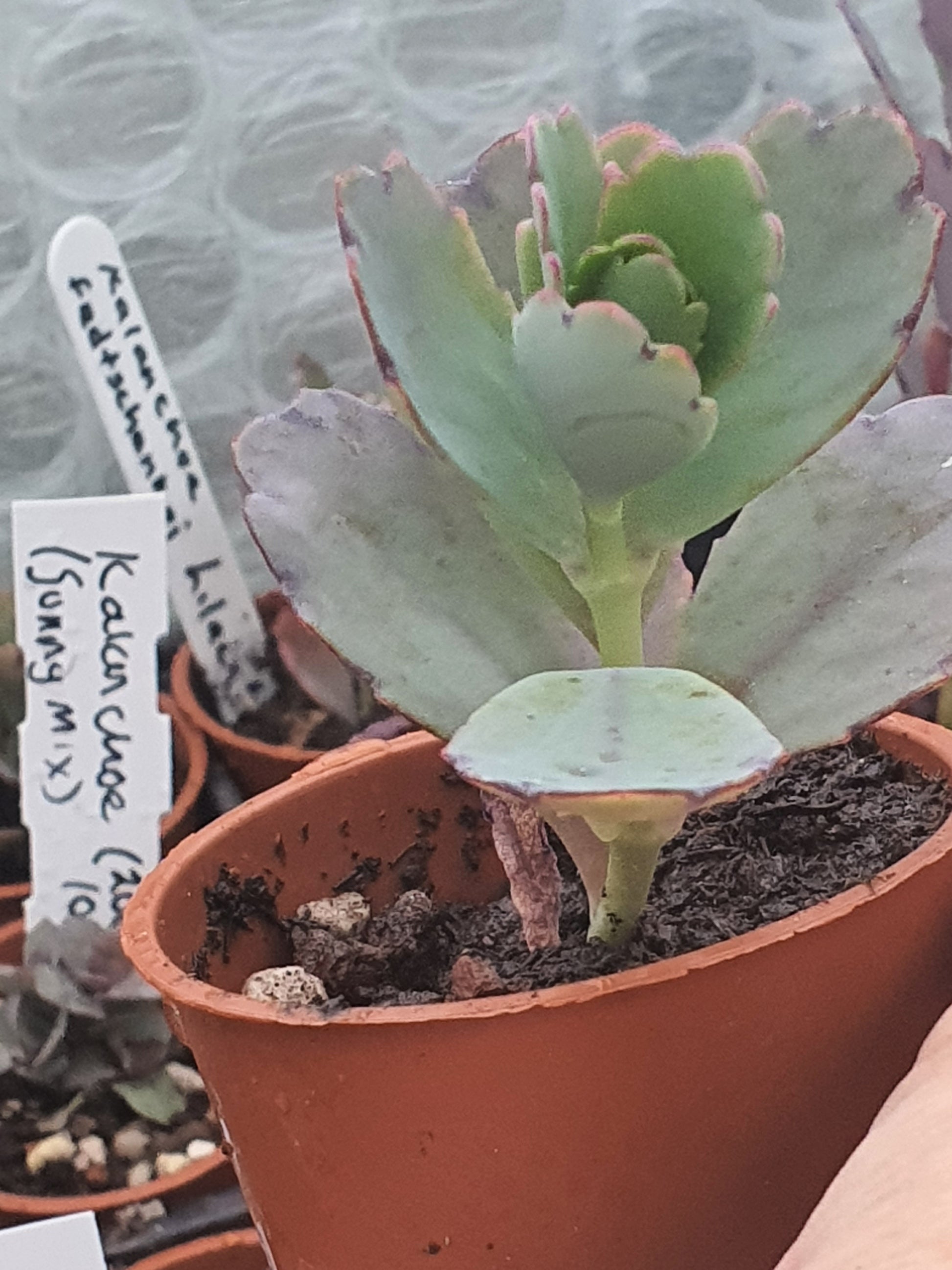 Kalanchoe  fedtschenkoi  | Lavender Scallops | (Bryophyllum) Succulent - UK grown houseplant - Barney Plants
