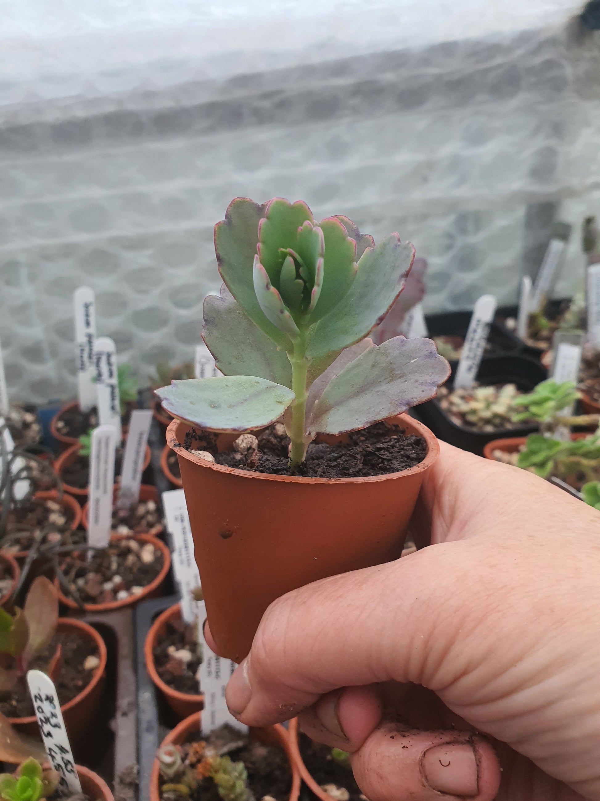 Kalanchoe  fedtschenkoi  | Lavender Scallops | (Bryophyllum) Succulent - UK grown houseplant - Barney Plants