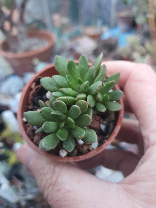 Anacampseros sp. Nova