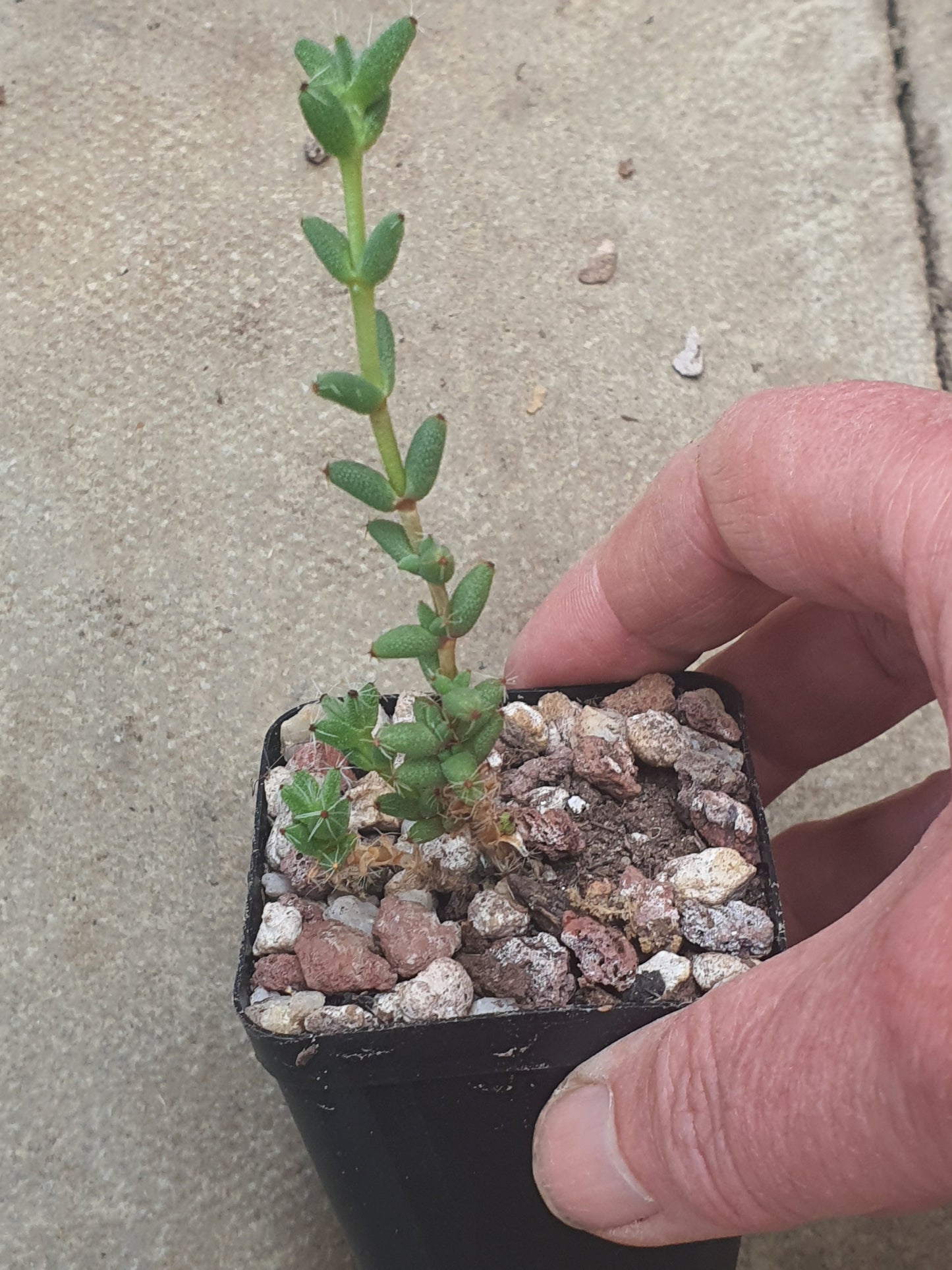 Trichodiadema densum - Desert Rose - Pink Flowers | UK Grown - UK grown houseplant - Barney Plants