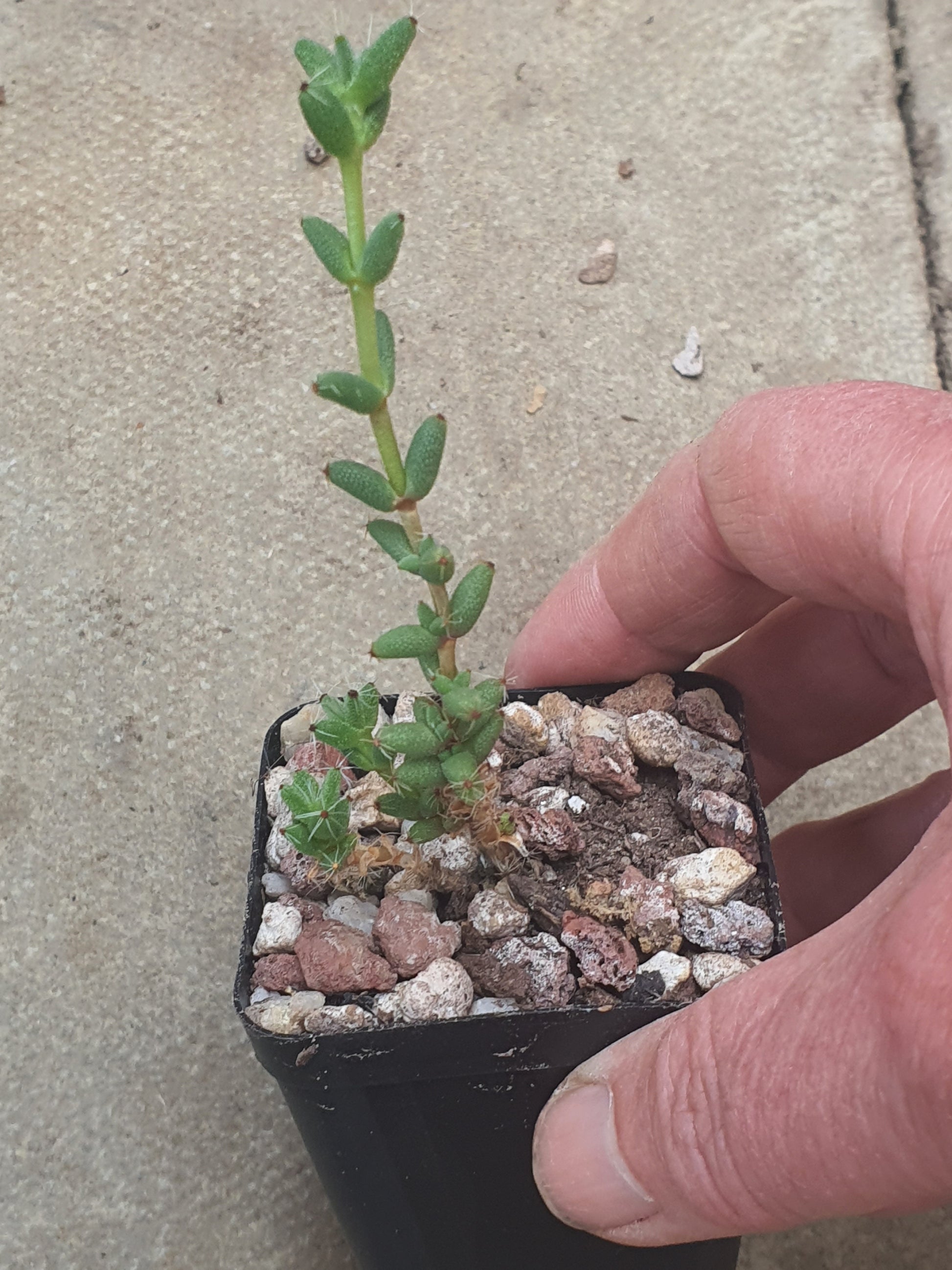Trichodiadema densum - Desert Rose - Pink Flowers | UK Grown - UK grown houseplant - Barney Plants