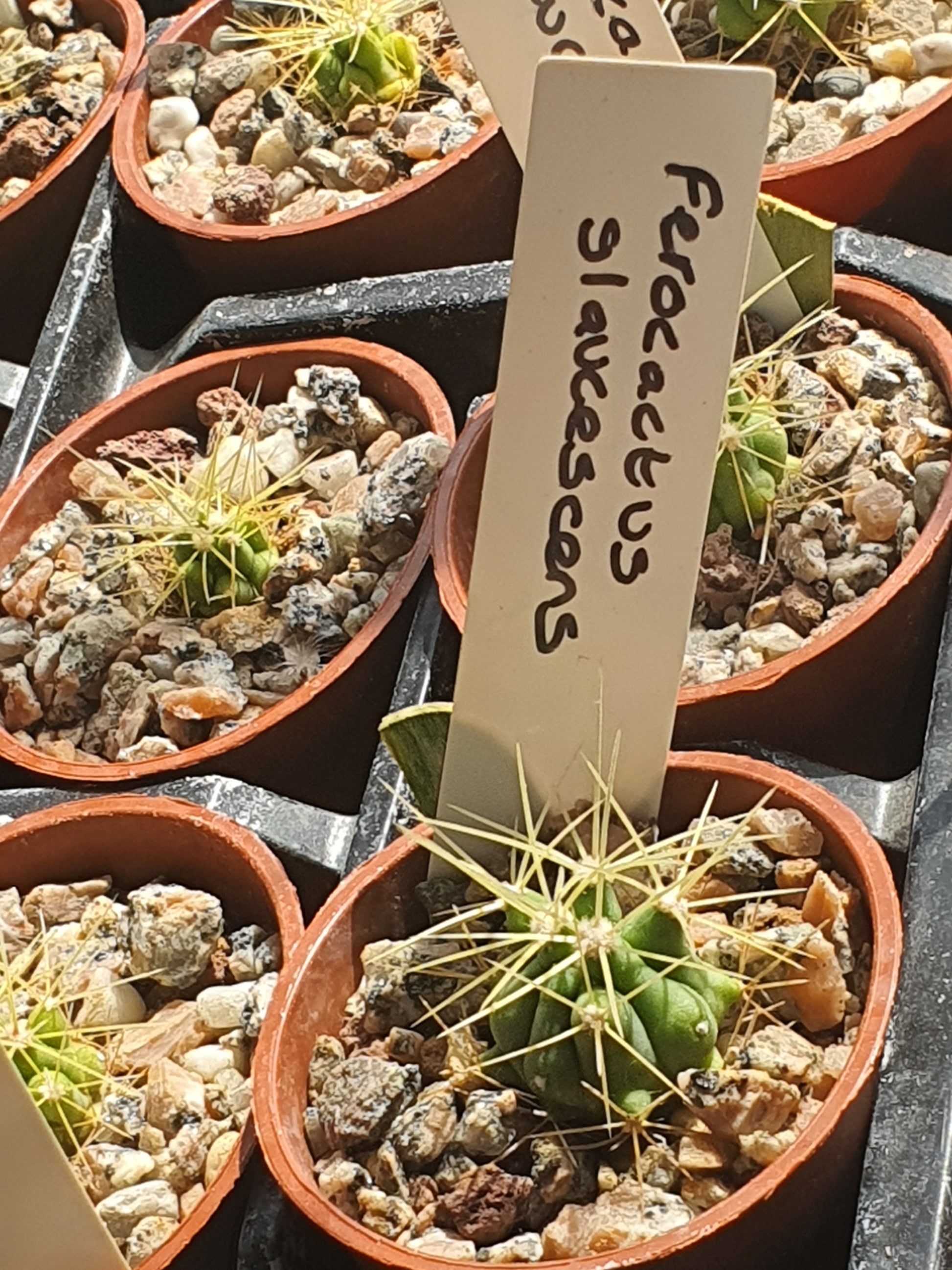 Ferocactus glaucescens | Blue Barrel Cactus | Glaucous Barrel Cactus | UK Grown - UK grown houseplant - Barney Plants