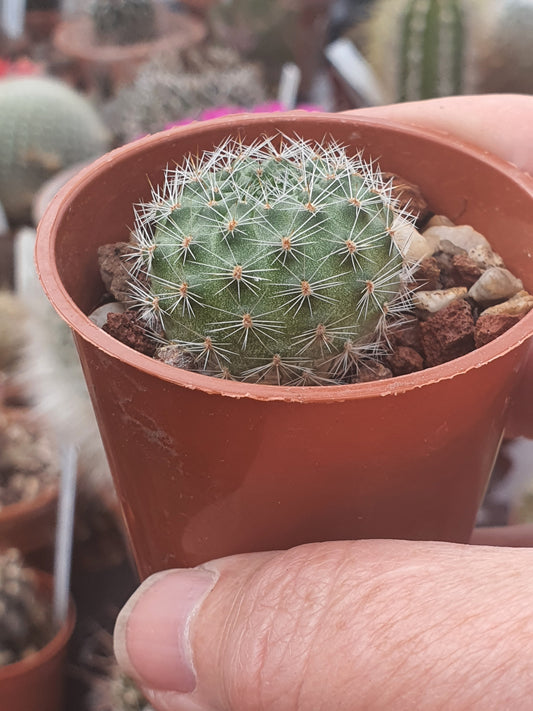 Echinopsis ancistrophora subs. cardenasiana - (Lobivia cardenasiana)