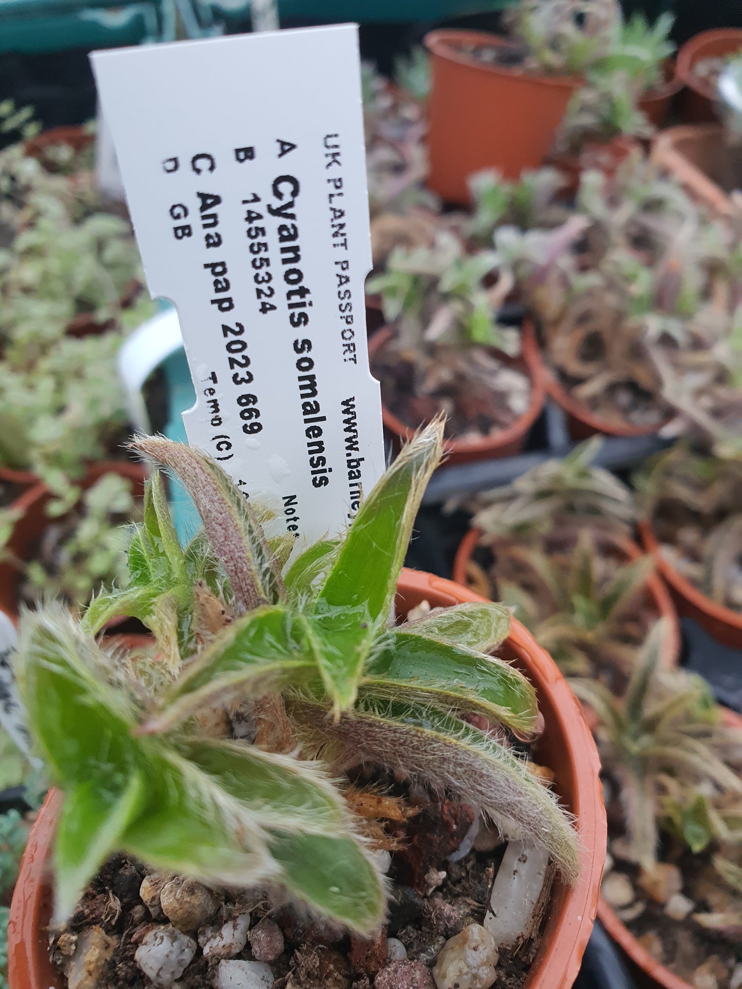 Cyanotis somalensis - Pussy Ears