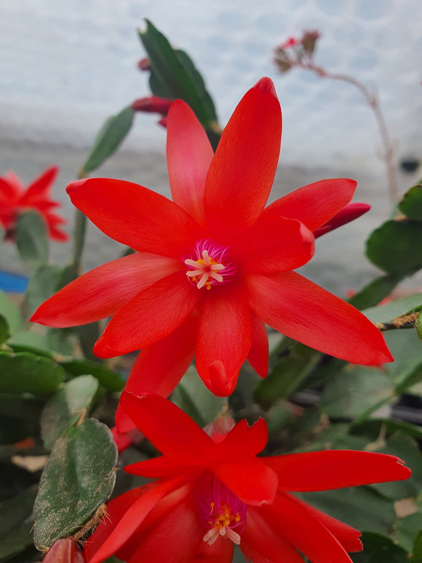 Schlumbergera  gaertneri  - Easter Cactus