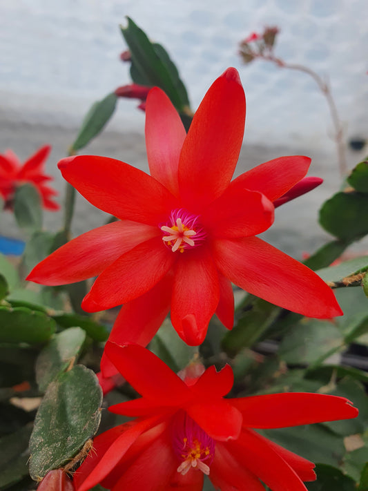 Schlumbergera  gaertneri  - Easter Cactus