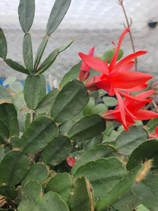 Schlumbergera  gaertneri  - Easter Cactus
