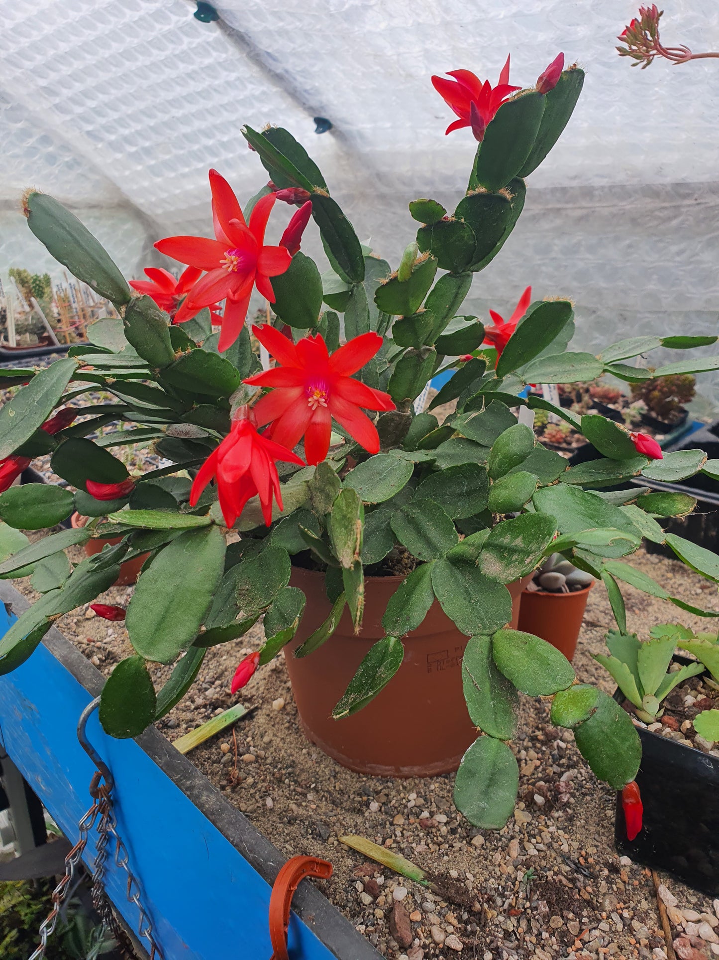 Schlumbergera  gaertneri  - Easter Cactus