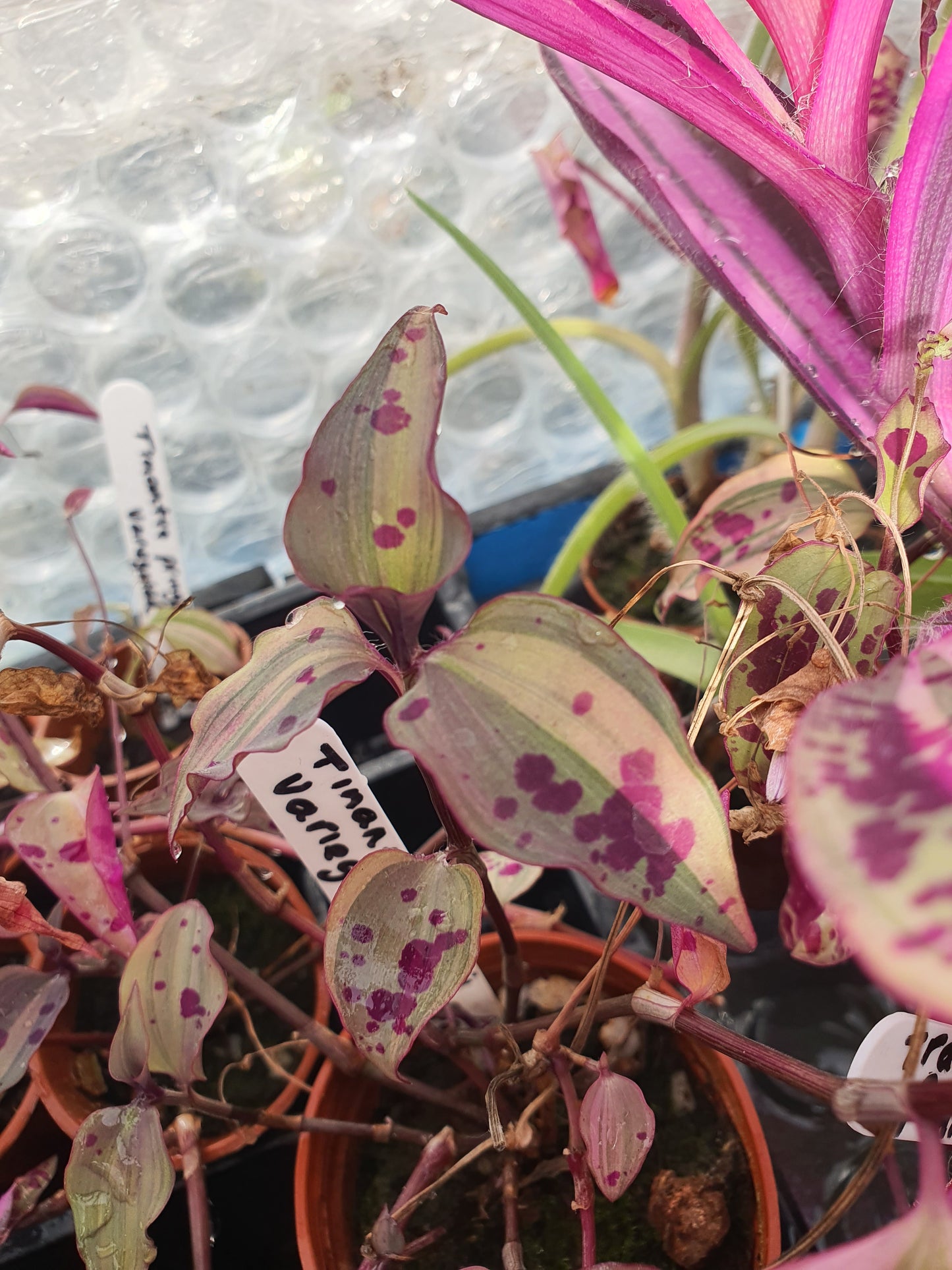 Tinantia pringlei Variegata - Spotted Mexican Wandering Dew Variegated - (Tradescantia) Cutting