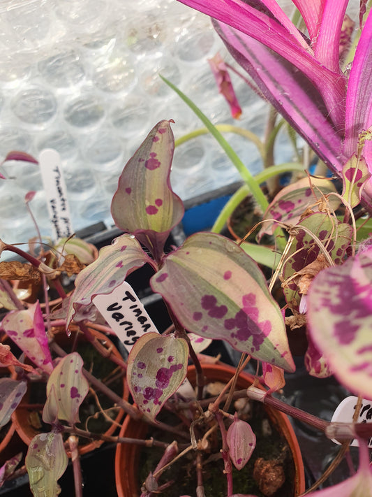 Tinantia pringlei Variegata - Spotted Mexican Wandering Dew Variegated - (Tradescantia) Cutting