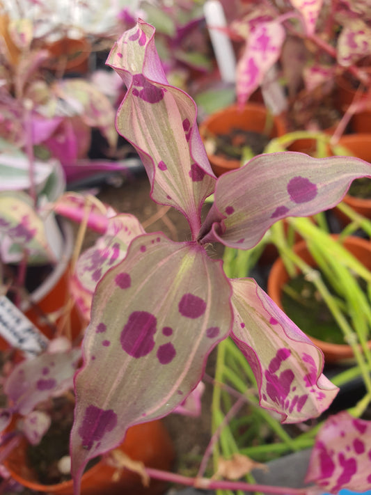 Tinantia pringlei Variegata - Spotted Mexican Wandering Dew Variegated - (Tradescantia) Cutting