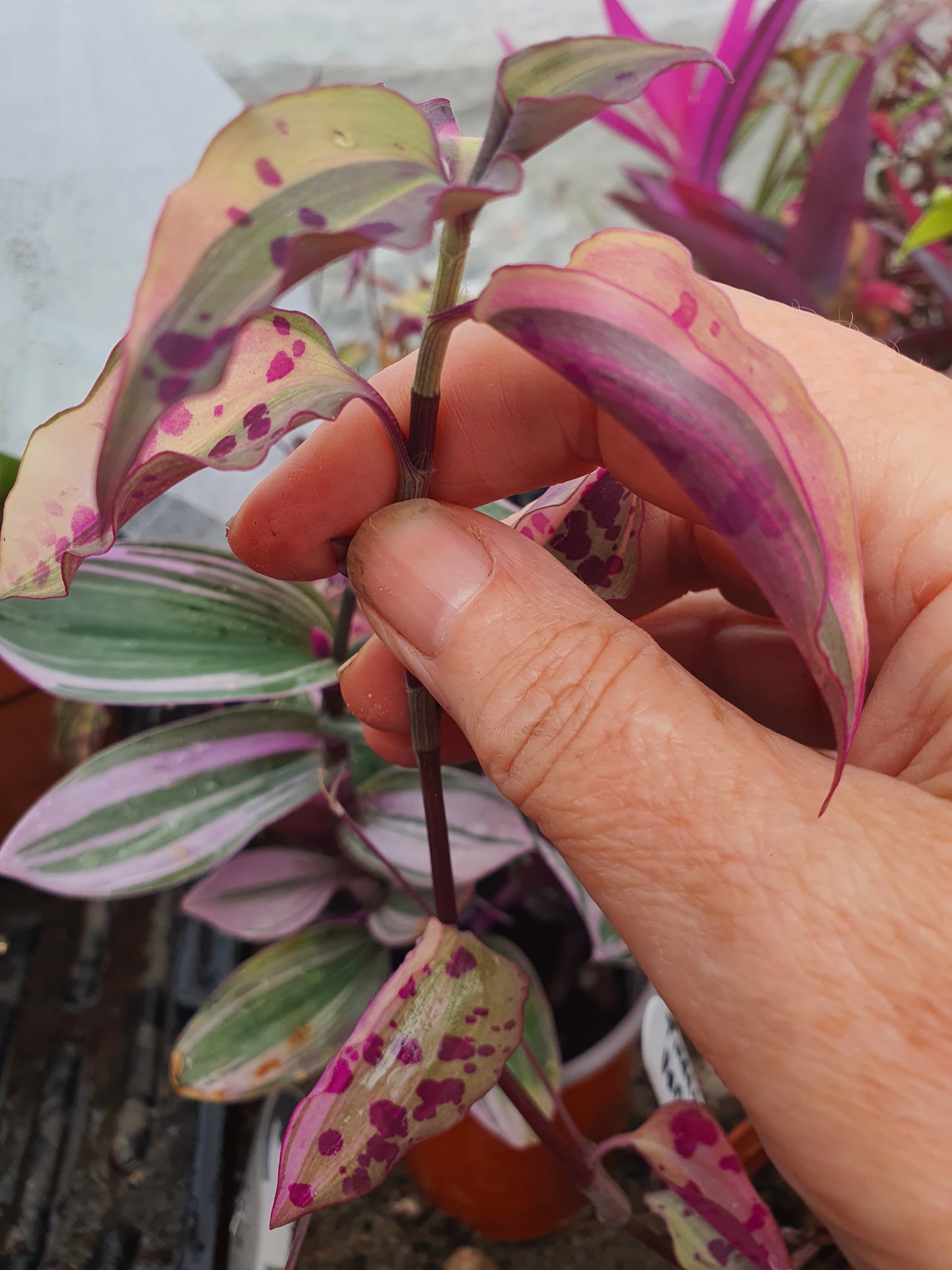 Tinantia pringlei Variegata - Spotted Mexican Wandering Dew Variegated - (Tradescantia) Cutting