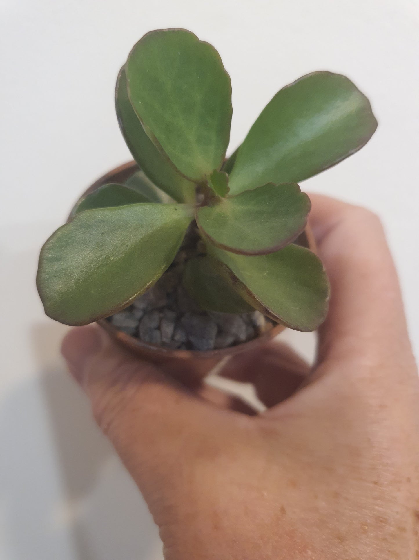 Kalanchoe  'Sunny Mix'