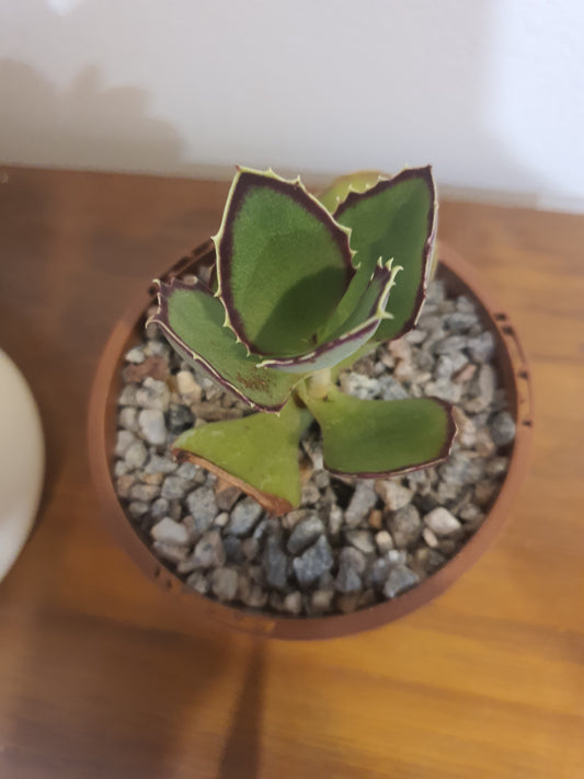 Kalanchoe  synsepala - Walking Kalanchoe