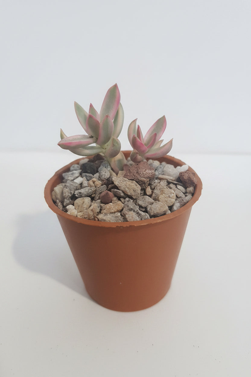 Crassula rubricaulis 'Candy Cane'