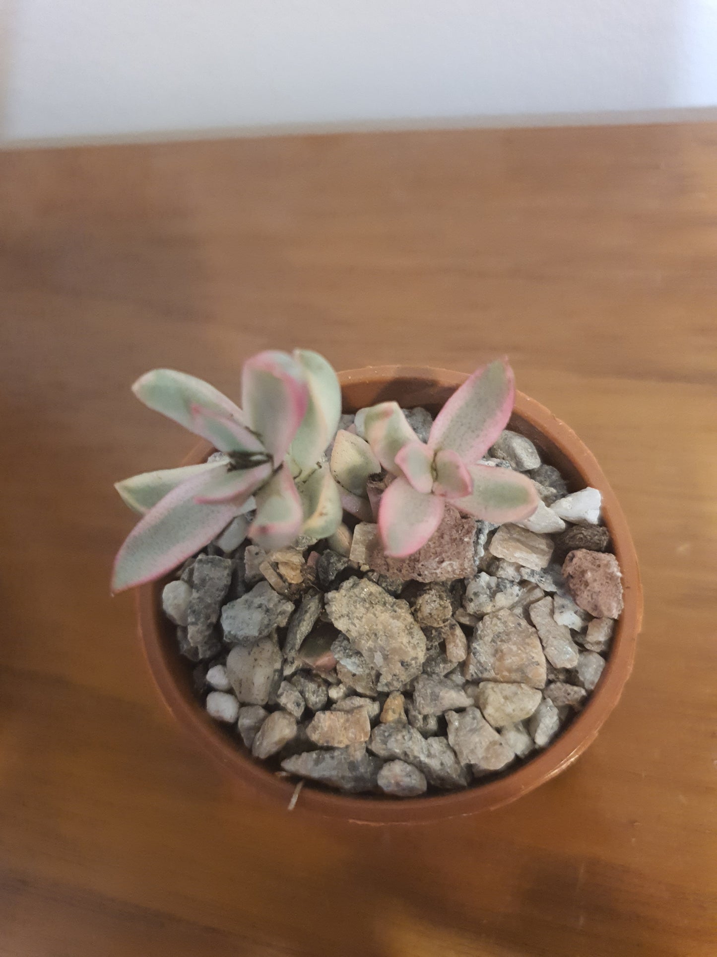 Crassula rubricaulis 'Candy Cane'
