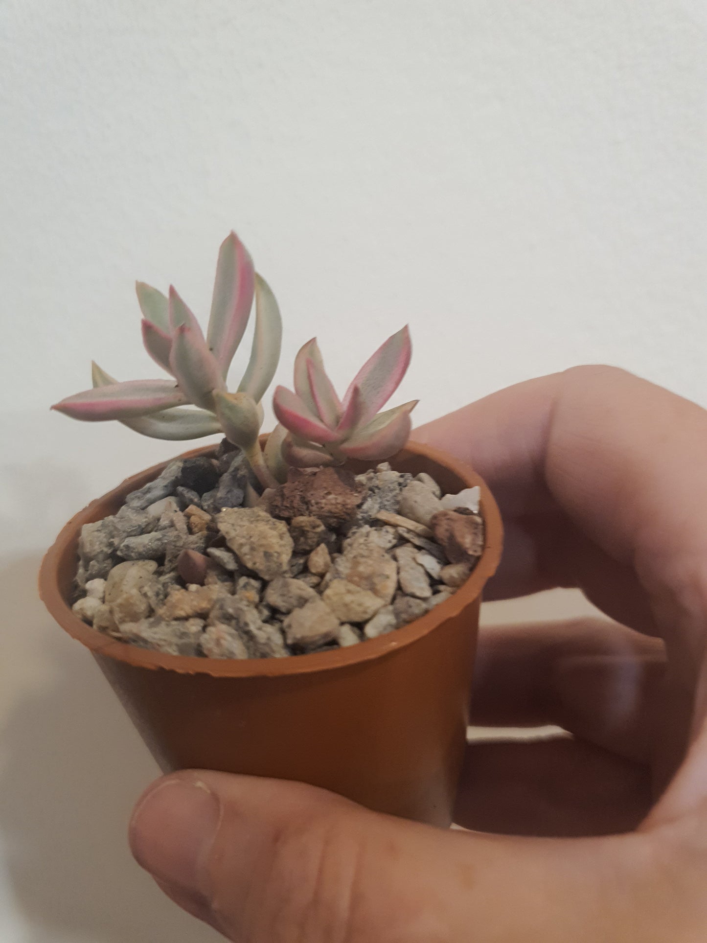Crassula rubricaulis 'Candy Cane'
