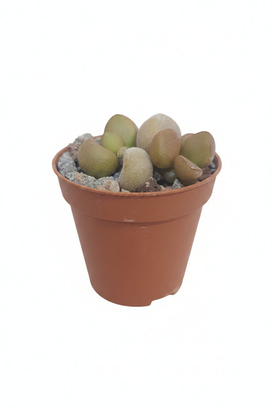 Adromischus marianae 'Little spahaeroid'