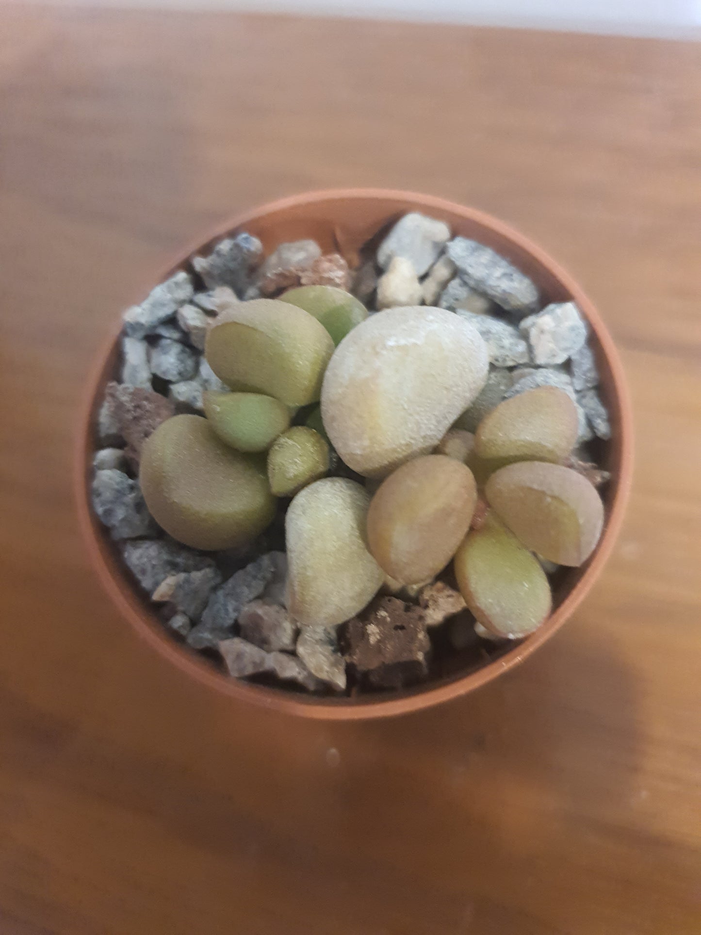 Adromischus marianae 'Little spahaeroid'