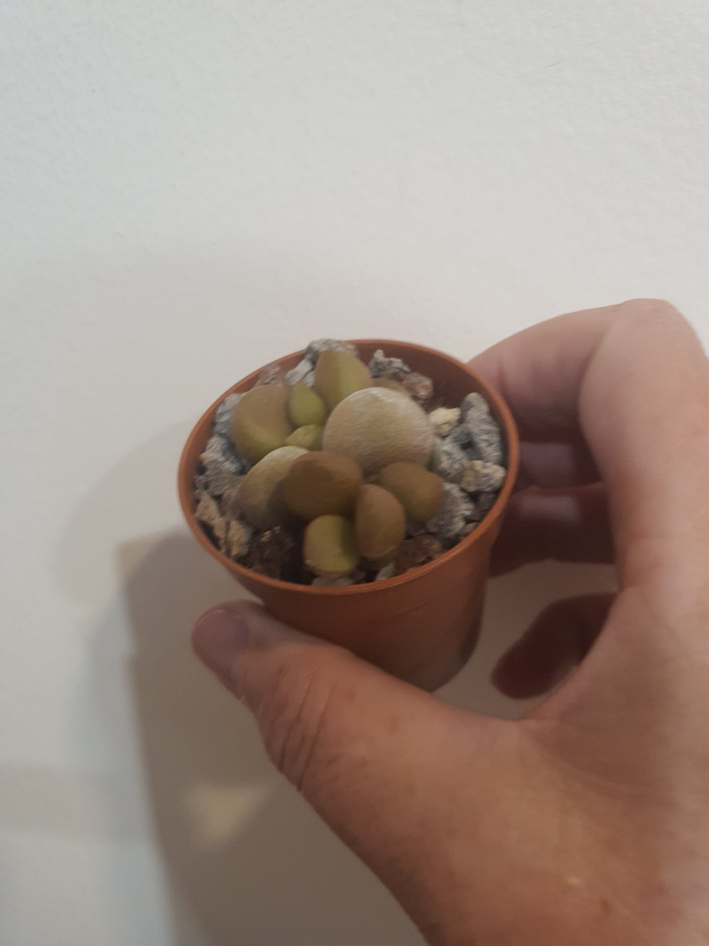 Adromischus marianae 'Little spahaeroid'